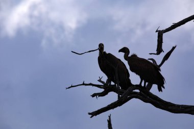 Akşamın erken saatlerinde, beyaz sırtlı akbaba, kurak bir ağaçta oturan Afrikalı çingeneler. Namibya