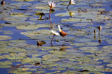 Afrikalı Jacana, Acanthophilornis africanus, su zambakları arasında bir gölde yiyecek arıyor. Namibi