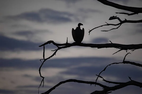 Early evening mood, White-backed vulture, Gyps africanus, sitting on a dry tree. Namibia