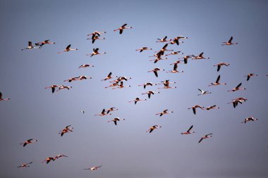 Uçan Rosa Flamingo sürüsü, Phoenicopterus Roseus, Walvis Körfezi kıyısında. Namibya