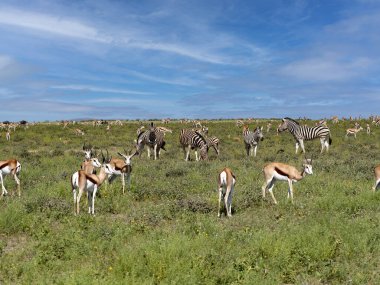 İlkbaharda Etosha Ulusal Parkı 'nda birçok kuş otlar. Namibya