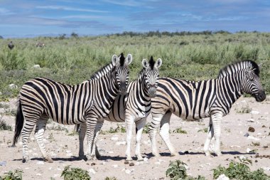 Damara zebra, Equus burchelli antika, Etosha Ulusal Parkı 'nda bolca bulunur. Namibya