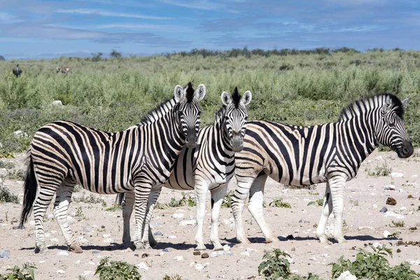 Damara Zebras Equus Burchelli Antiquorum Gibt Etosha Nationalpark Reichlich Namibia — Stockfoto