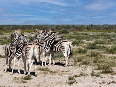 Damara zebra, Equus burchelli antika, Etosha Ulusal Parkı 'nda birbirinizin kürküne dikkat edin. Namibya