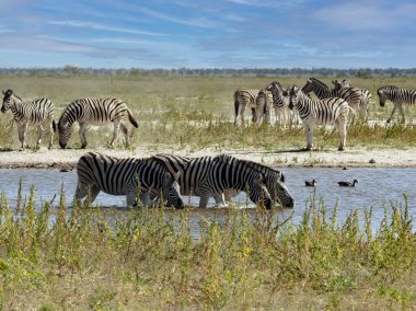 Küçük bir Damara zebra sürüsü, Equus burchelli antika, Etosha Ulusal Parkı 'ndaki bir su birikintisinde. Namibya