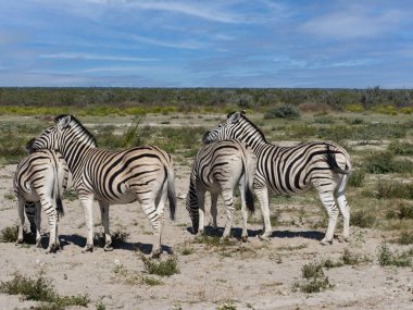 Damara zebra, Equus burchelli antika, Etosha Ulusal Parkı 'nda bolca bulunur. Namibya