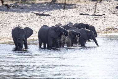 Bir Afrika fili sürüsü, Loxodonta africana, öğleden sonra su içmek için bir su birikintisine gider. Namibya