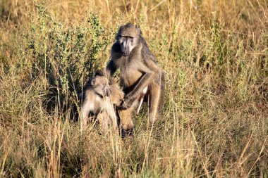 Bir çift Chacma Baboon, Papio idrar şikayeti, çiftleşme sırasında. Namibya