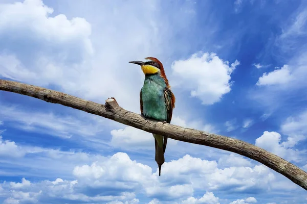 The European bee-eater, Merops apiaster, is one of the most beautiful birds in Europe