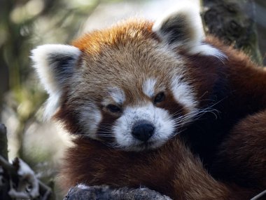 Bir Red Panda portresi, Ailurus fulgens, bir sandığa uzanıp çevreyi izliyor..
