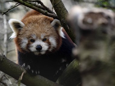Kırmızı panda portresi, ağaç gövdesinde dinlenen ailurus fulgens