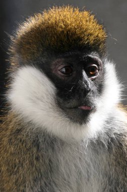 Probably the rarest Bale monkey, Chlorocebus djamdjamensis, lives only in Herna forest, Ethiopia clipart
