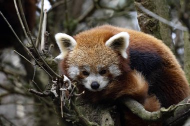 Kırmızı panda, Ailurus fulgens, üşüyor, dallarda kıvrılıp yatıyor.
