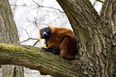 Kırmızı yakutlu bir lemur, Varecia rubra, bir dala oturmuş ve çevreyi gözlemliyor.