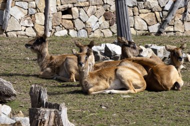 Küçük bir Lechwe sürüsü, Kobus megaceros, yerde dinleniyor.