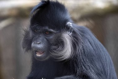 Siyah mangabey Lophocebus aterrimus 'un şaşırmış ifadesi yakınlarda bir şey gördü.