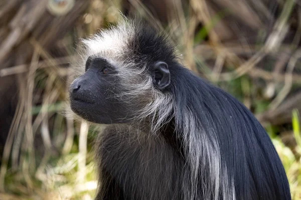 Porträtt Kung Colobus Colobus Polykomos Med Iakttagande Omgivningen — Stockfoto