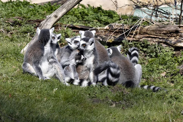 Groupe Lémuriens Queue Cerclée Femelles Lemur Catta Avec Petits Oursons — Photo