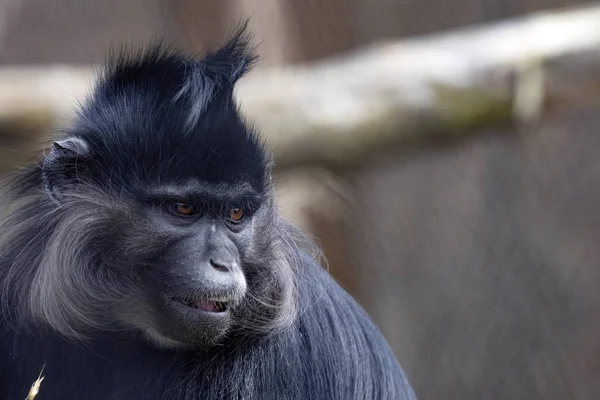 Retrato Mangabey Negro Enojado Lophocebus Aterrimus Viendo Algo Cercano — Foto de Stock