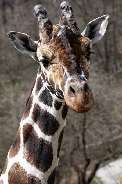 Kuzey Zürafa Erkek Portresi Zürafa Camelopardalis Camelopardalis Büyük Boynuzlu — Stok fotoğraf