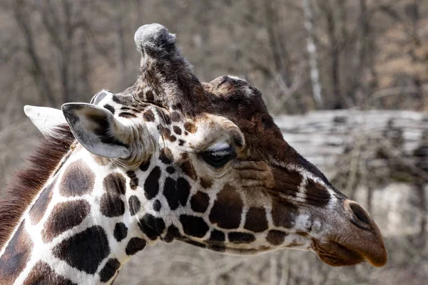 Kuzey Zürafa Erkek Portresi Zürafa Camelopardalis Camelopardalis Büyük Boynuzlu — Stok fotoğraf