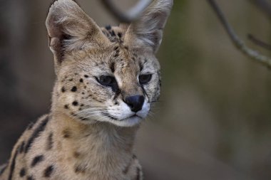 Dişi bir hizmetkarın portresi, Leptailurus serval, çevreyi gözlemliyor..