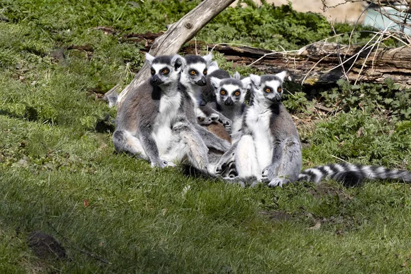 Grupo Lemurs Cauda Anelada Fêmeas Lemur Catta Com Filhotes Pequenos — Fotografia de Stock