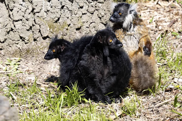 Famille Lémurien Noir Eulemur Macaco Est Assise Près Tronc Arbre — Photo