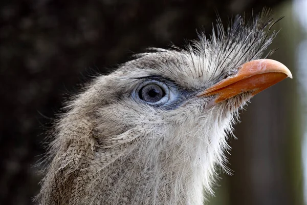 Portret Van Een Roodbenige Seriema Cariama Cristata Met Een Rode — Stockfoto