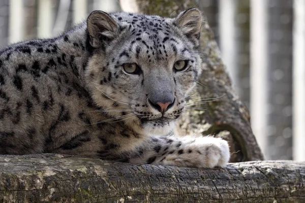 一只雌性雪豹Panthera Uncia的肖像 观察周围环境 — 图库照片