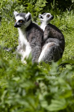 Dişi halka kuyruklu Lemur, Lemur catta, yeşil çimlerde oturan yavrularıyla