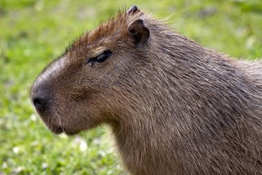 Büyük bir erkek Capybara 'nın portresi olan Hydrochoerus hydrochaeris, çevreyi tembelce gözlemler.