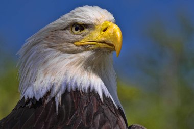 Dişi bir Kel Kartal portresi, Haliaeetus leucocephalus, Amerika Birleşik Devletleri 'nin bir sembolü.