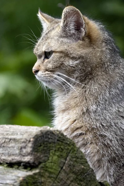 Avrupalı Vahşi Kedi Felis Silvestris Bir Sandığa Oturur Çevreyi Izler — Stok fotoğraf