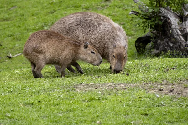 Samica Capybara Hydrochoerus Hydrochaeris Młodymi Wypasami Trawie — Zdjęcie stockowe