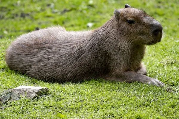 Trawniku Spoczywa Duży Samiec Capybara Hydrochoerus Hydrochaeris — Zdjęcie stockowe