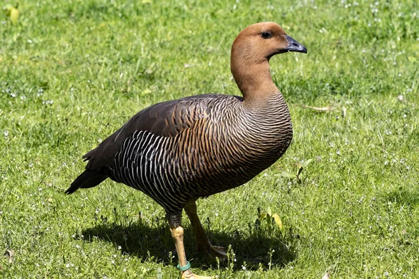 Θηλυκή Χήνα Των Άνδεων Chloephaga Melanoptera Βόσκει Στο Πράσινο Γρασίδι — Φωτογραφία Αρχείου