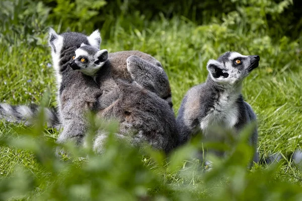 Lémurien Queue Cerclée Femelle Lemur Catta Avec Des Oursons Assis — Photo