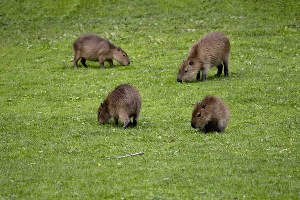 3人の成長した若いカピバラの赤ちゃん ヒドロコエルス ヒドロケアリス 母親の草への放牧 — ストック写真