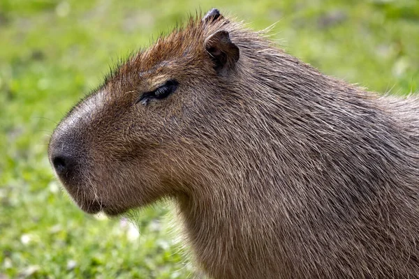Retrato Gran Capibara Macho Hydrochoerus Hydrochaeris Que Observa Perezosamente Los — Foto de Stock