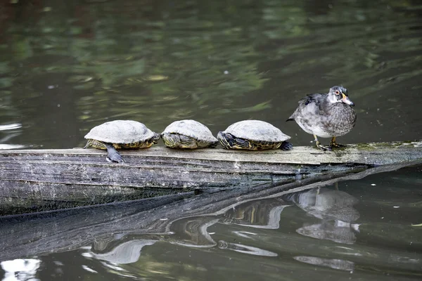 Turtles Duck Bask Floating Fallen Tree — Stockfoto