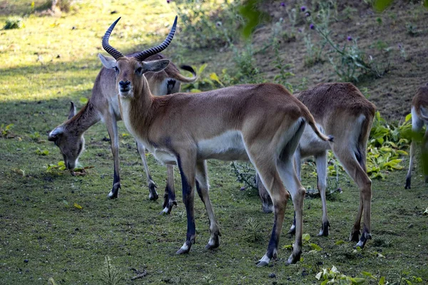 Herd Lechwe Kobus Leche Kafuensis Foreground Burly Male —  Fotos de Stock