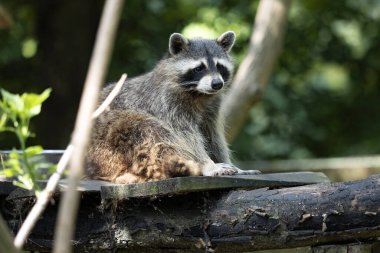 An American raccoon, Procyon lotor, sits in the branches and observes the surroundings