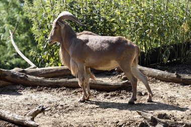 A large male Barbara sheep, Ammotragus lervia, stands on a high rock