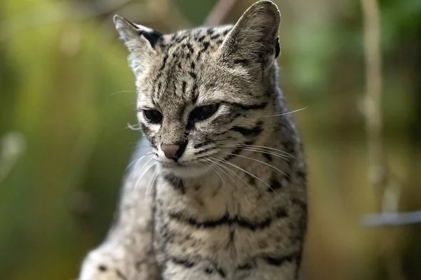 Portrait Sleepy Geoffroy Cat Oncifelis Geoffroyi Sitting Tree — Stock Photo, Image