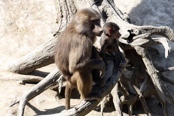Hamadryas Baboon Papio Hamadryas Mother Cub Sitting Hollowed Out Trunk — Photo