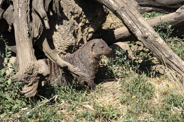 Banded Mongoose Mungos Mungo Looking Food Grass — Stok Foto