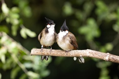 Bir çift kırmızı bıyıklı bulut, Pycnonotus jocosus, bir dala oturur ve çevreyi gözlemler.