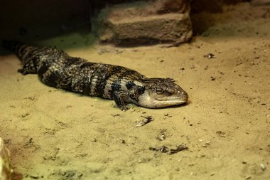 Tiliqua scincoides adında mavi dilli sıradan bir cırcır böceği sıcak zeminde yatar.