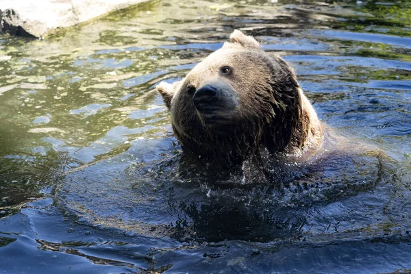 Urso Pardo Europeu Ursus Arctos Arctos Brincadeira Água — Fotografia de Stock